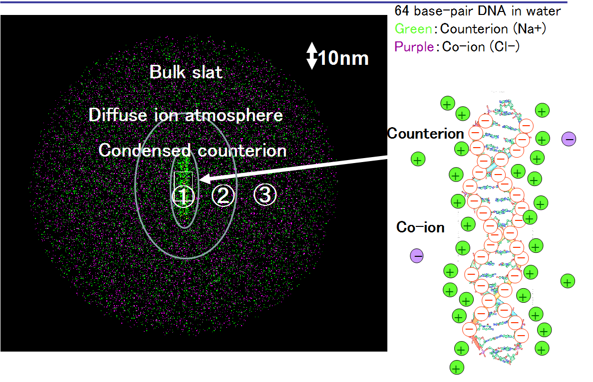 H. Washizu, K. Kikuchi, Electrical Polarizability of Polyelectrolytes in Salt Solution J. Phys. Chem. B, 110 (6), 2855-2861, (2006). クリックで拡大
